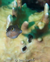 Bonaire shore dive by Jim Garber 